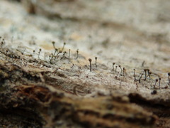 Chaenotheca xyloxena