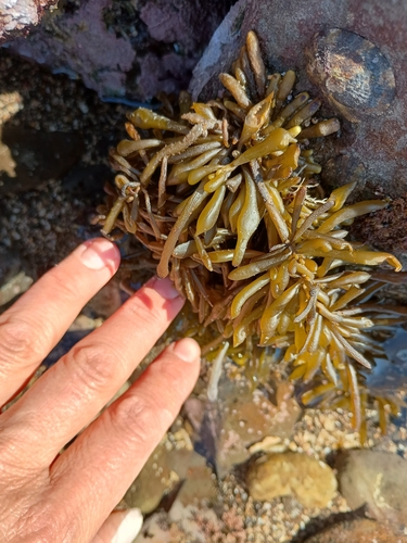 Sargassum observed 2026-04-05