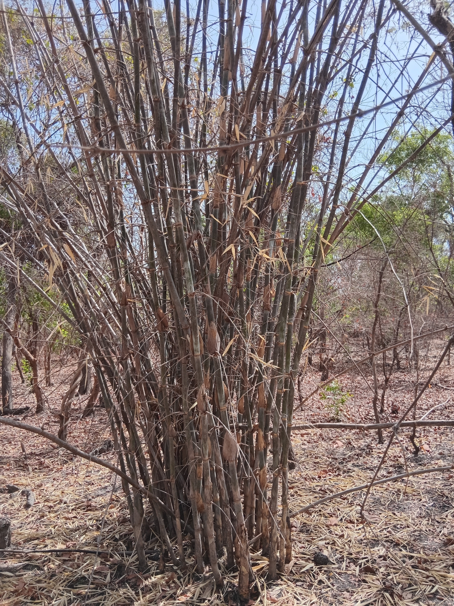 Imagem de bambu-abissínio