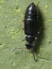 Coryphium angusticolle