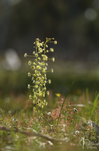 Drosera stricticaulis (Diels) O.H.Sargent