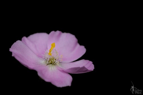 Drosera stricticaulis (Diels) O.H.Sargent 2