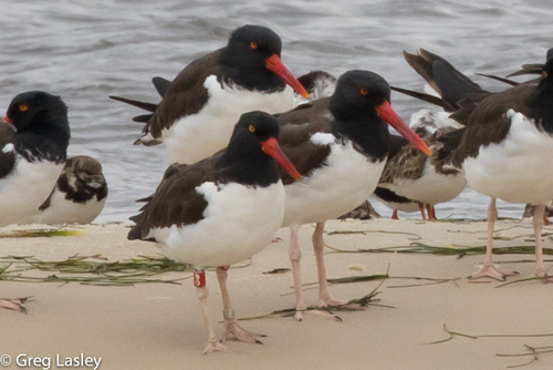 American Oystercatcher, photo 10 of 10