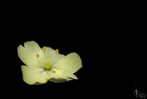 Drosera sulphurea Lehm.