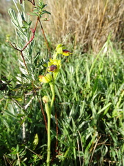 Ophrys lutea galilaea