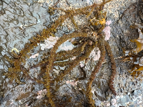 Sargassum thunbergii observed 2026-04-05