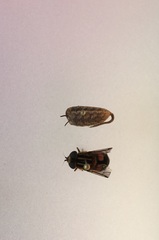 Helophilus antipodus