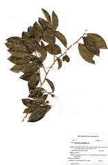 Drypetes reticulata
