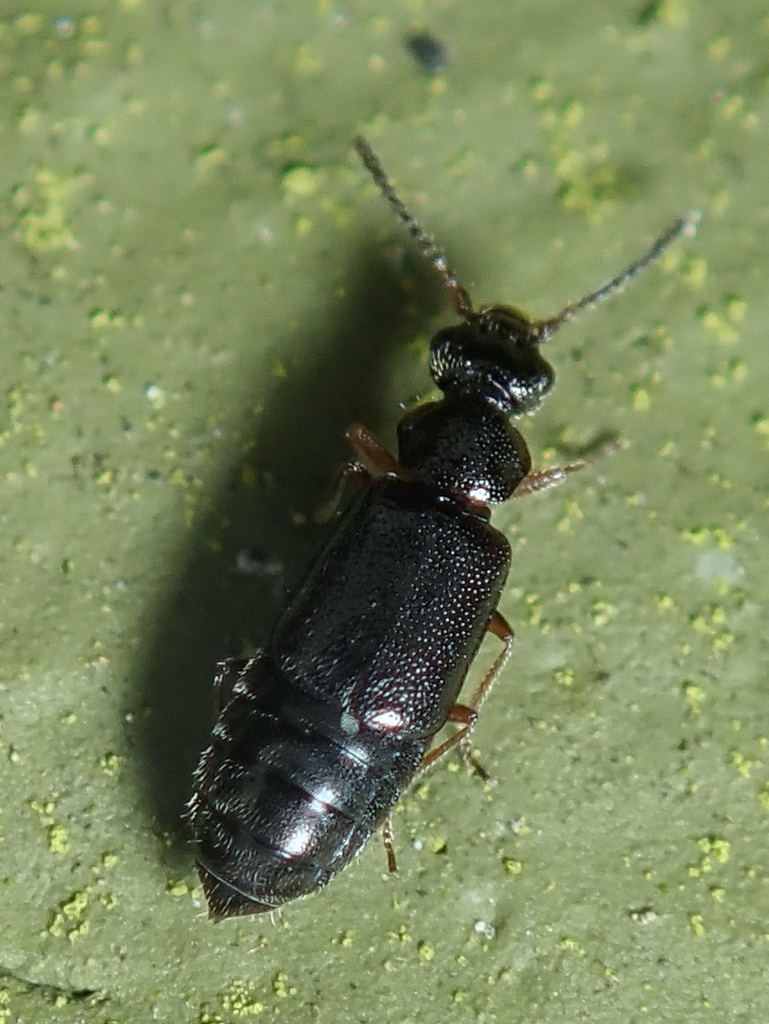 Coryphium angusticolle