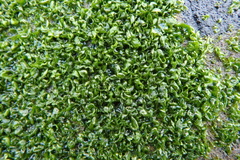 Prasiola meridionalis