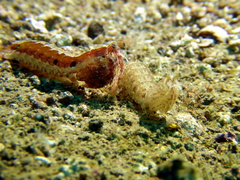 Pseudosquilla ciliata