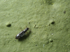 Coryphium angusticolle