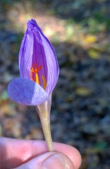 Crocus speciosus