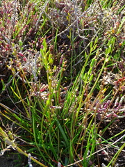 Triglochin barrelieri