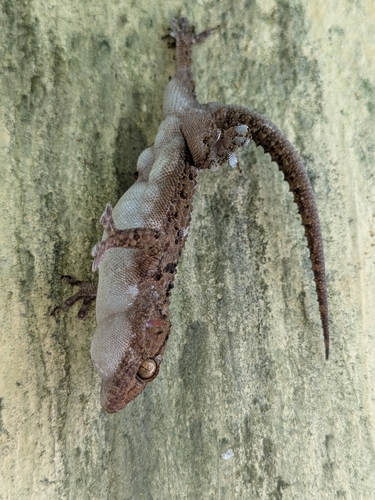 Fischer's Thick-toed Gecko