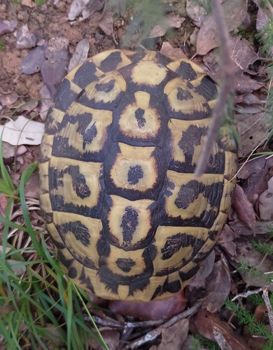 Testudo hermanni