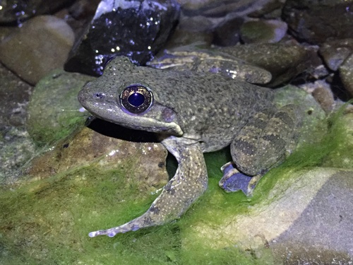 Moore's Frog