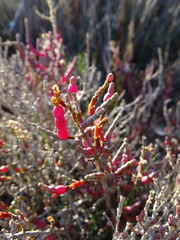 Arthrocaulon macrostachyum