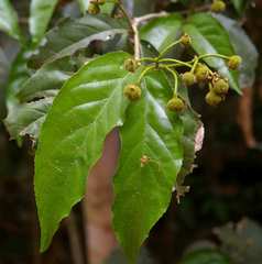 Lasiodiscus pervillei