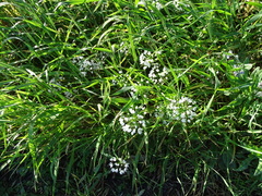 Allium neapolitanum