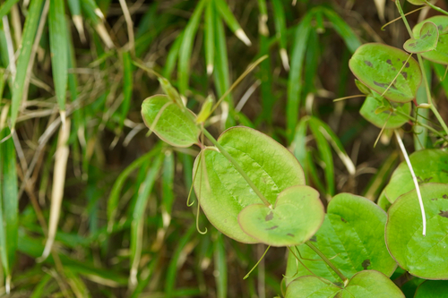 Smilax china iNat (1)