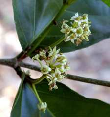 Lasiodiscus pervillei