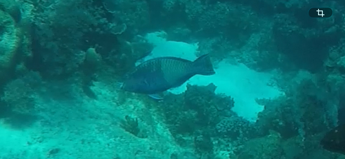 Scarus russelii observed 2026-04-14