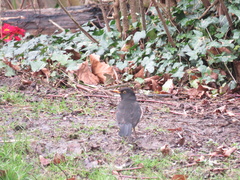 Turdus merula