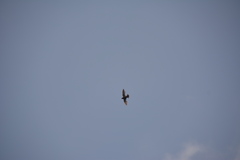 Streptoprocne semicollaris