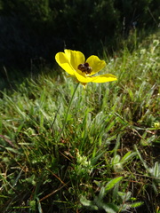 Ranunculus asiaticus