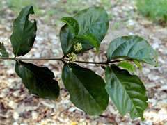 Lasiodiscus pervillei