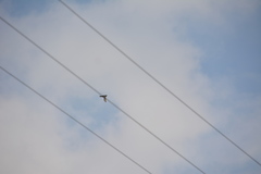 Streptoprocne semicollaris