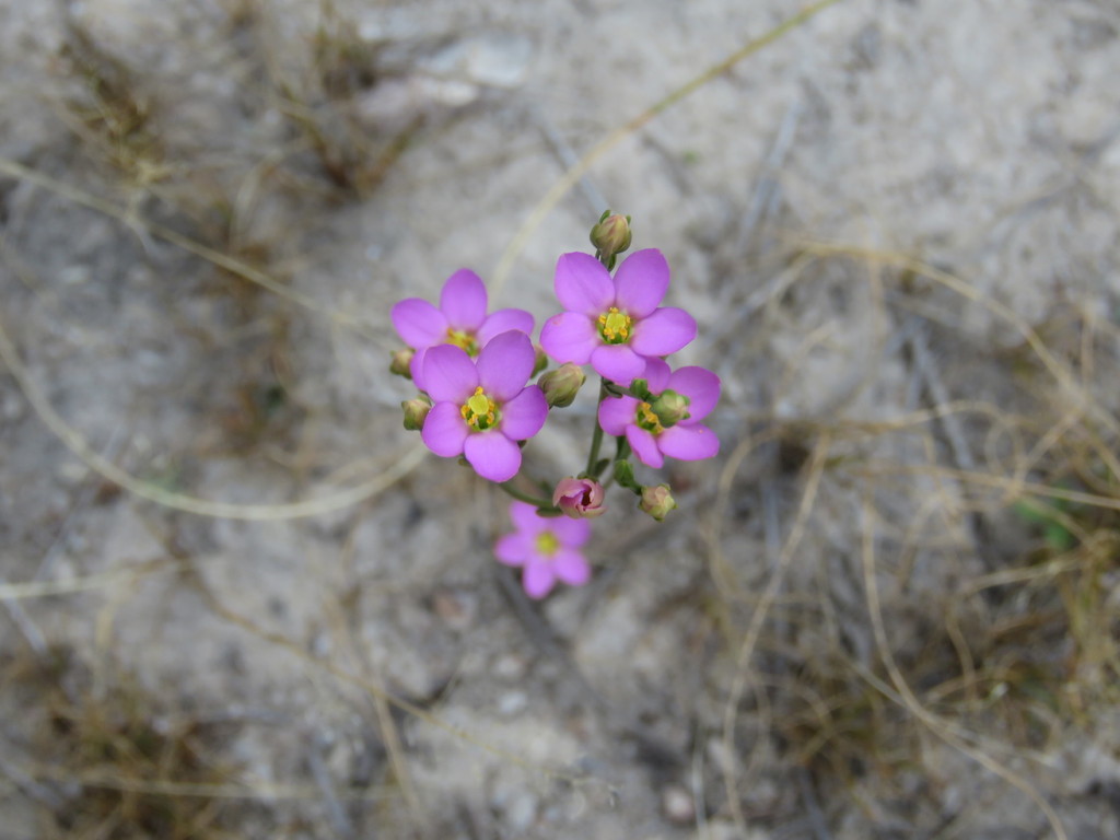Zeltnera martinii