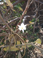 Dendrobium barbatulum