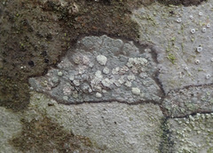 Pertusaria pupillaris