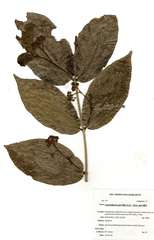 Lasiodiscus pervillei