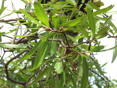 Comarostaphylis glaucescens