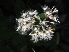 Eremosis foliosa