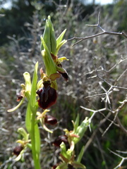 Ophrys mammosa