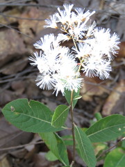 Eremosis foliosa
