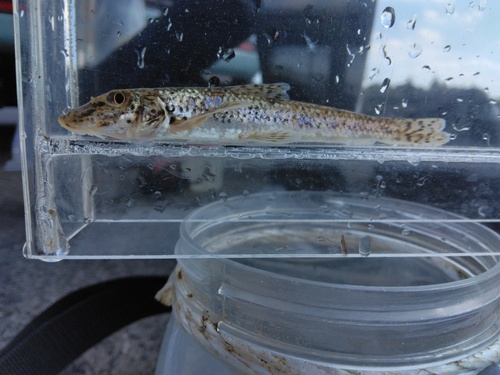 Pike Gudgeon