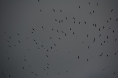 Streptoprocne semicollaris