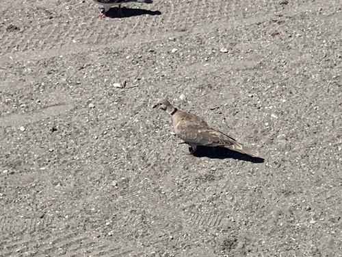 Avistamiento Streptopelia decaocto