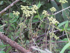 Crassula mesembryanthoides