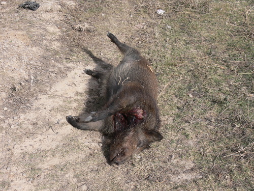 North African Boar