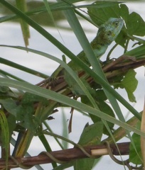 Acanthocercus ugandaensis