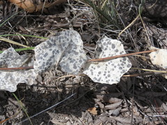 Roldana sessilifolia