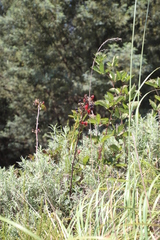 Image of Rubus cuneifolius