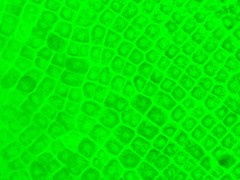 Prasiola meridionalis