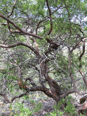 Comarostaphylis glaucescens